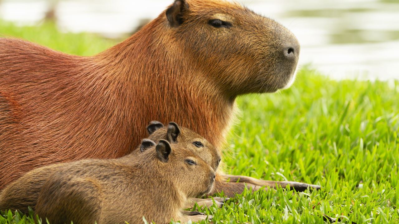 capivara_1739289342395.jpg
